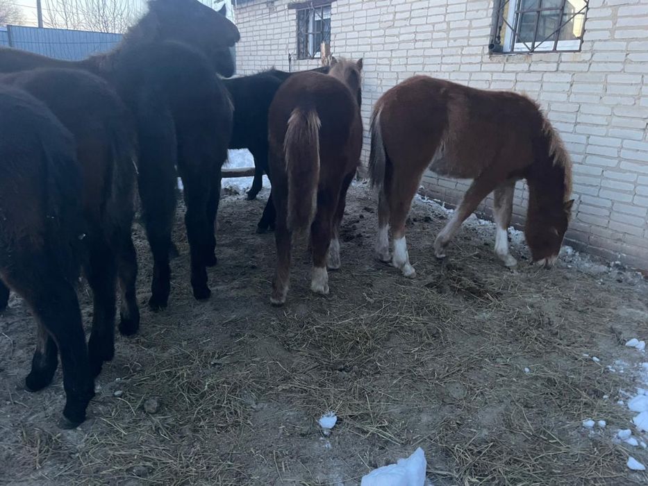 Продам жеребят 9 голов в городе