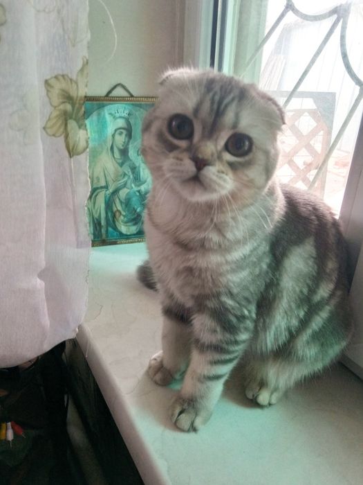 Британские серебристые шиншиллы