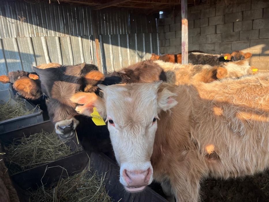 7 бас еркек бұзаулар