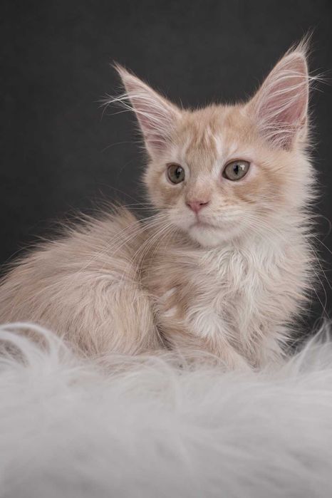 ICECREAM – Maine Coon Cream Smoke | Aproape roz în lumină | www.lynxrunecode.com