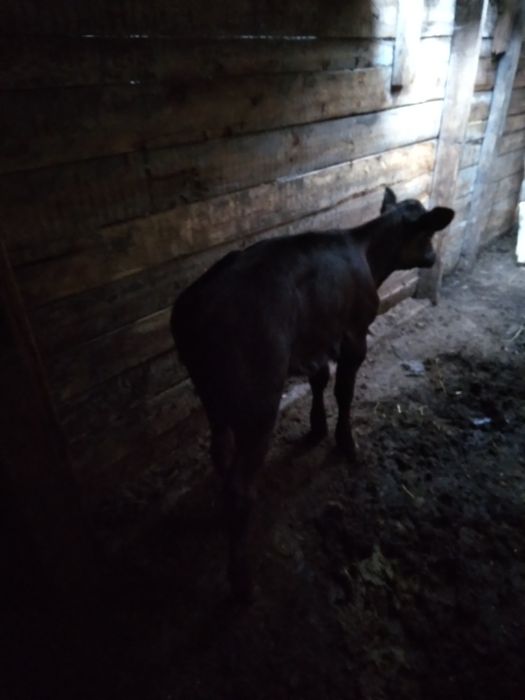 Продам телёнка 1 месяц и неделя