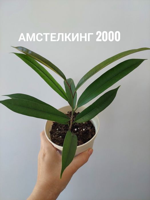 Комнатные растения