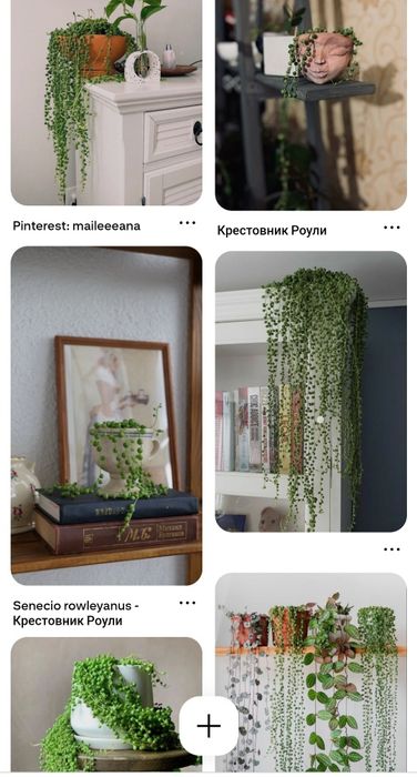 Крестовник Роули