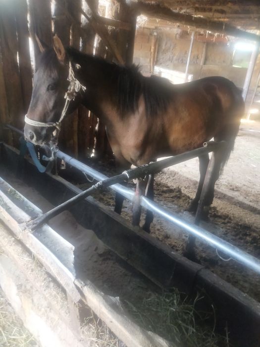 2 5 жасар байтал  кунандар сатлад