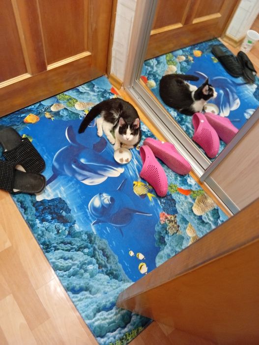 Отдам котёнка , девочка нашли на улице