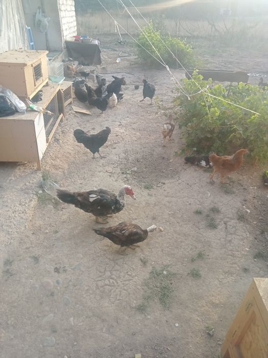 Срочно продам домашних кур Амарукана Юхель Юль