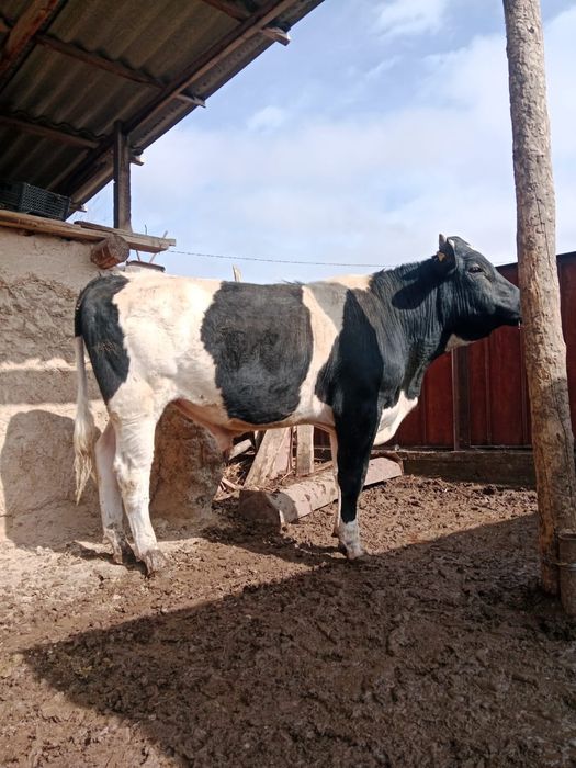 Бычок производитель голштин фризской породы