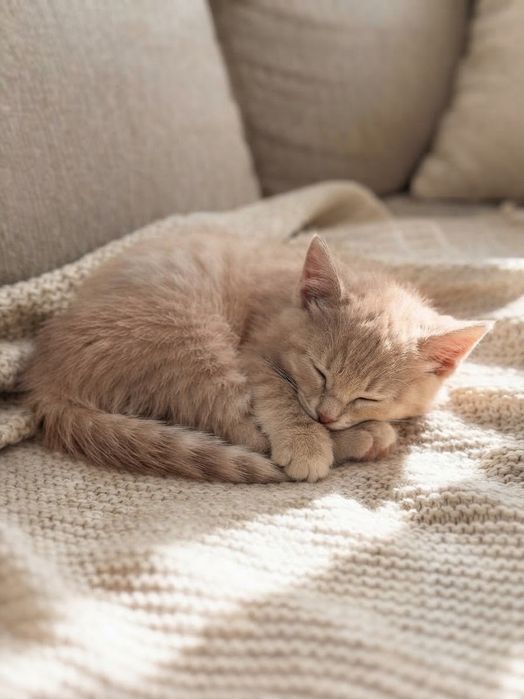 Котёнок ищет котородителей