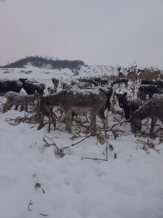 Vând sau schimb mărgărite gestante