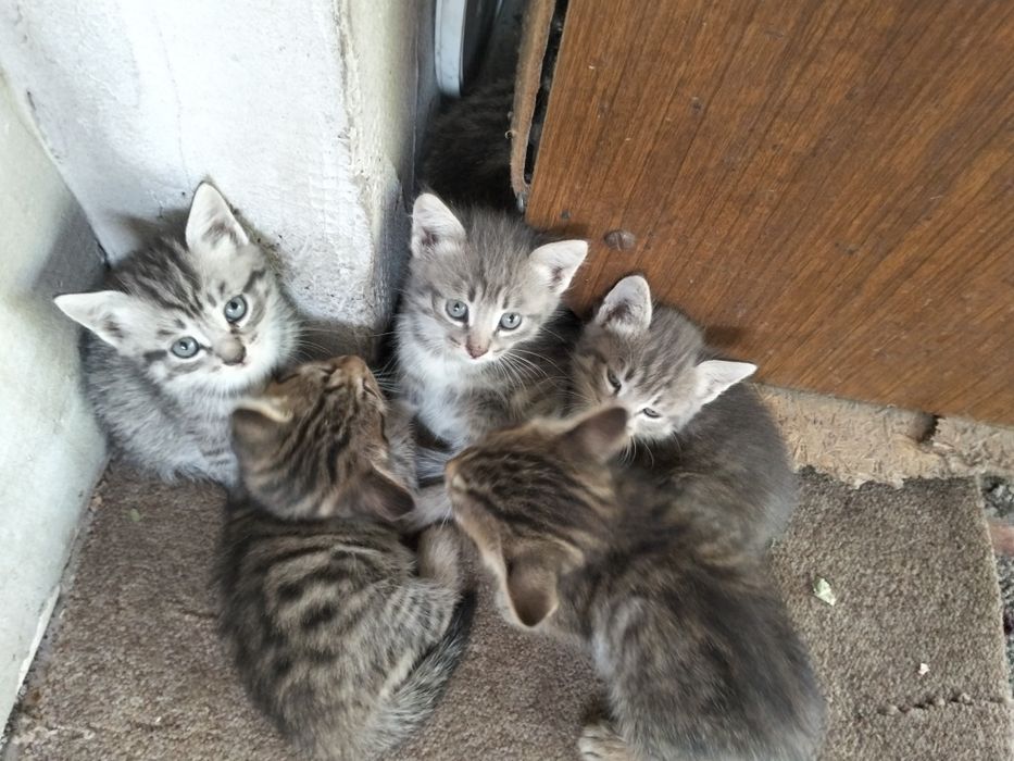 Котята ищут дом хороший