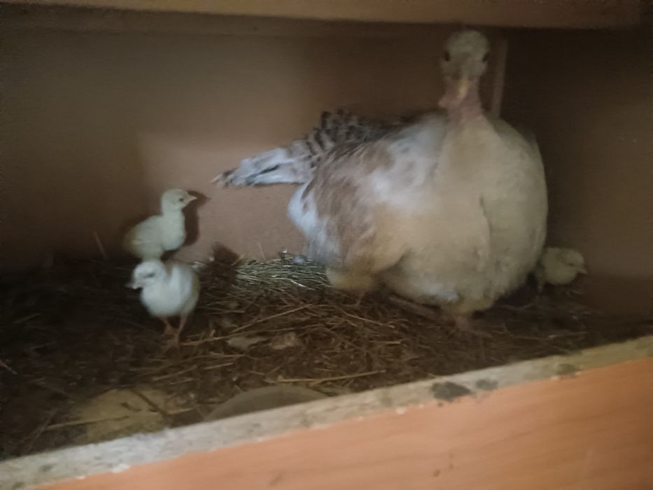 Индюшата  домашние