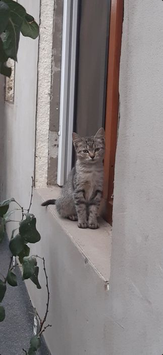 Donez pui de pisică