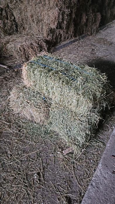 Vând baloți de lucerna