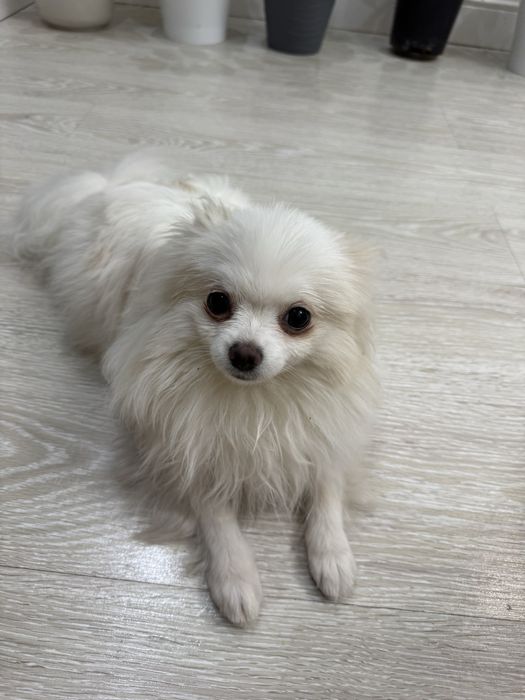 Померанский шпиц