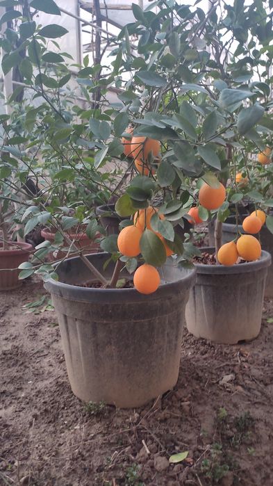 Шамшод кўчатлари сотилади