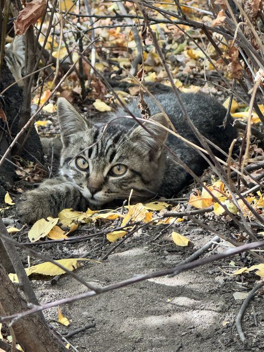 Котята примерно 3-4 месяца , прибились возле дома с мамой
