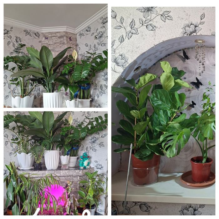 Продам цветы комнатные.