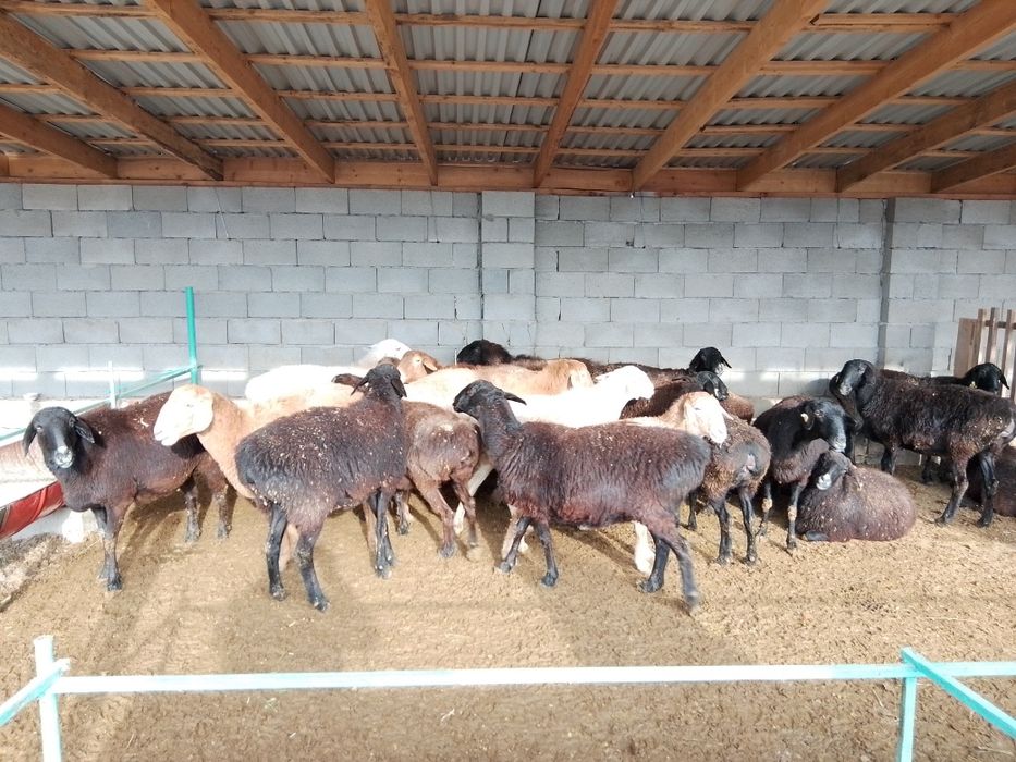 Саулық қойлар сатылады