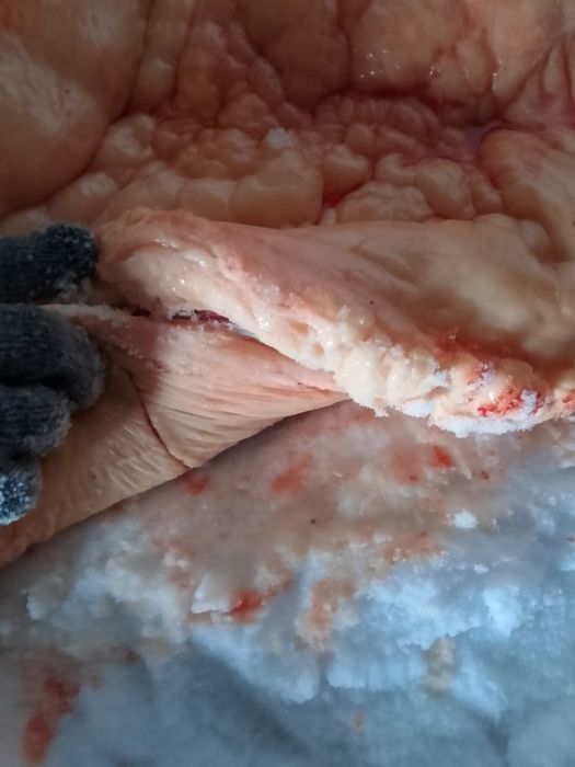 Тай жабағы сатылады