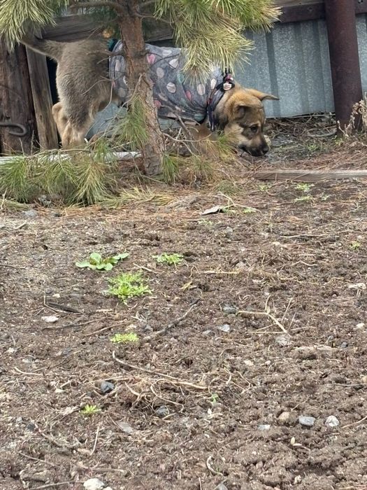 Классная девчонка ищет дом