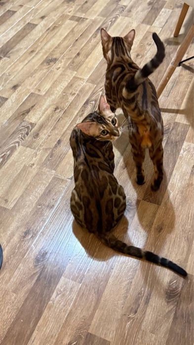 Продается кошка бенгальской породы Чемпион