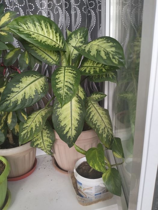 Комнатные цветы для дома и офиса