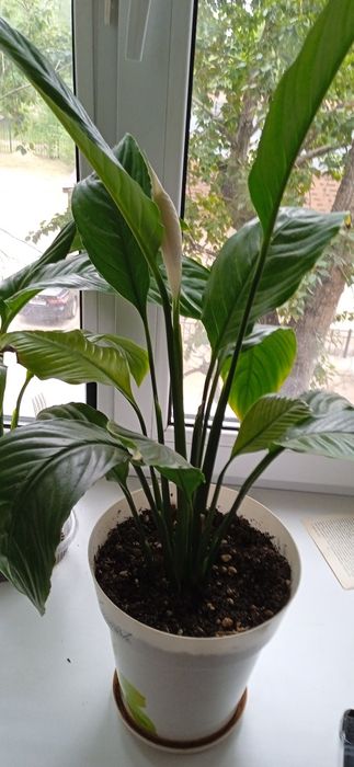 Цветок женское счастье