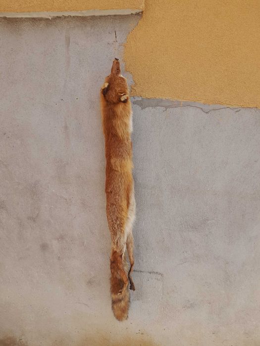 Обработена кожа от лисица