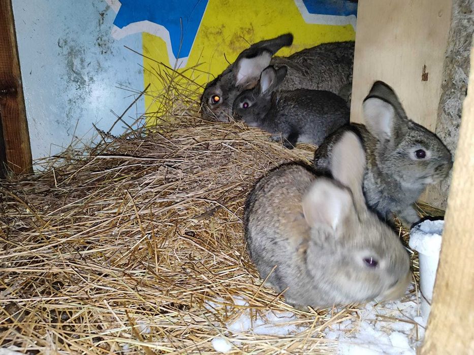 Продам кроликов !