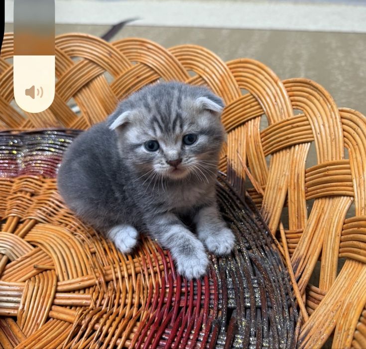 Котята шотландские