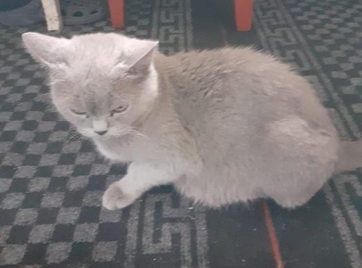 Котята бесплатно