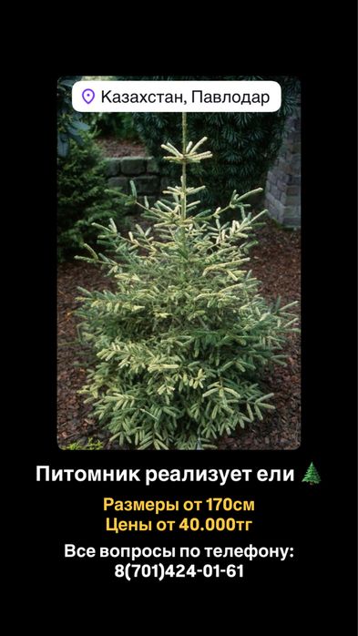 Питомник реализует ели, от 170см