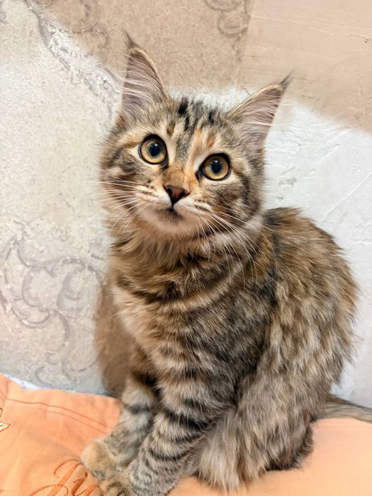 Отдам в хорошие руки