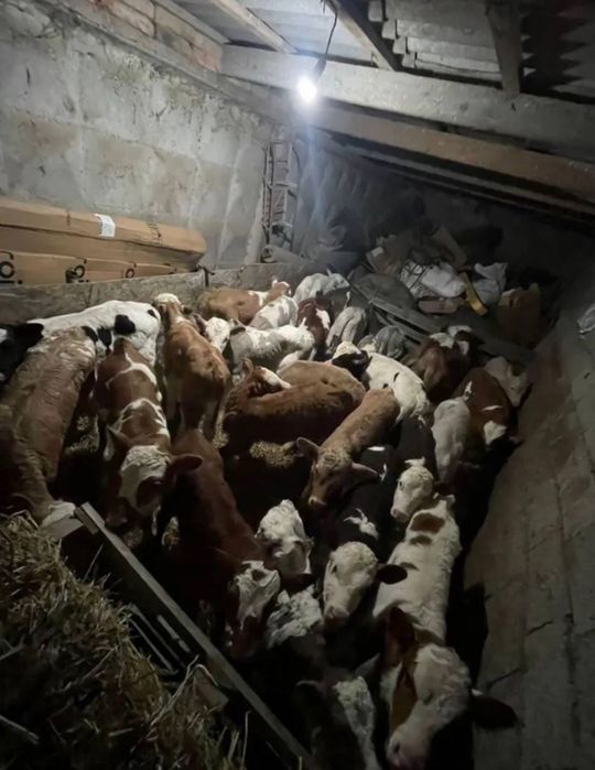 продаются растущие телята