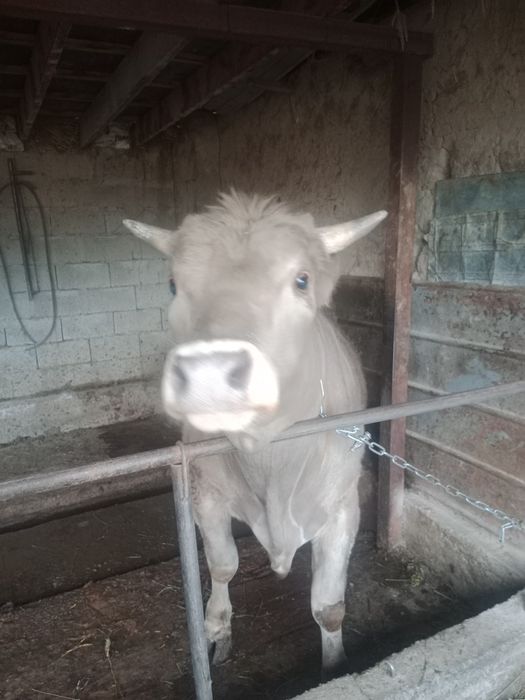 жемделген букасатылады