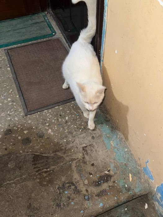 Кошка и котенок в добрые ручки