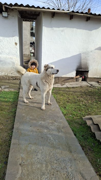 Төбет ит сатамын.