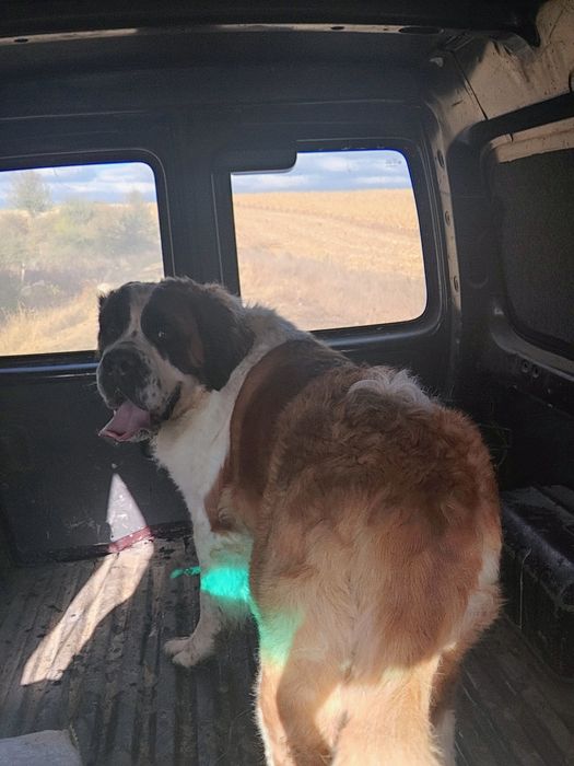 Женски санбернар