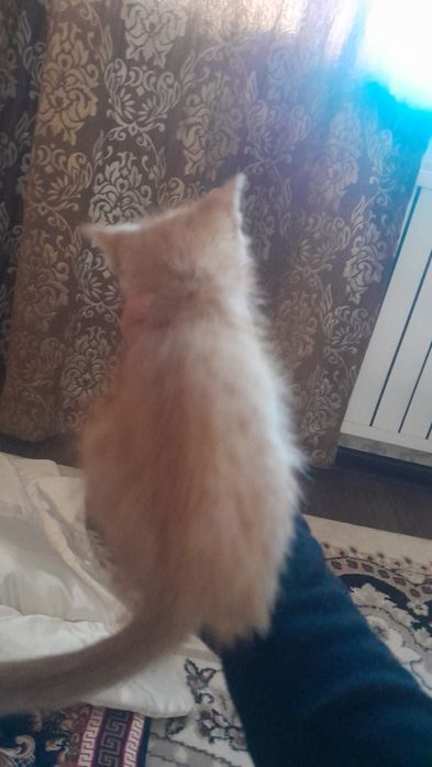 Котенок 2 месяца мальчик здоровый домашний Котенок