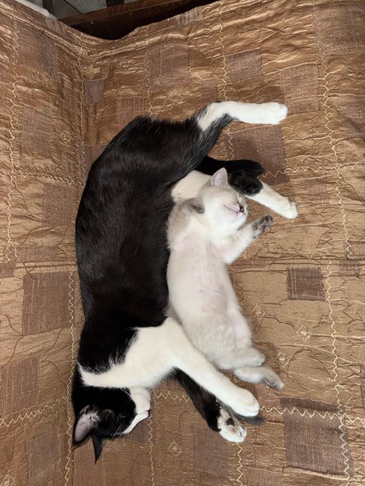 Отдаём котёнка в добрые руки