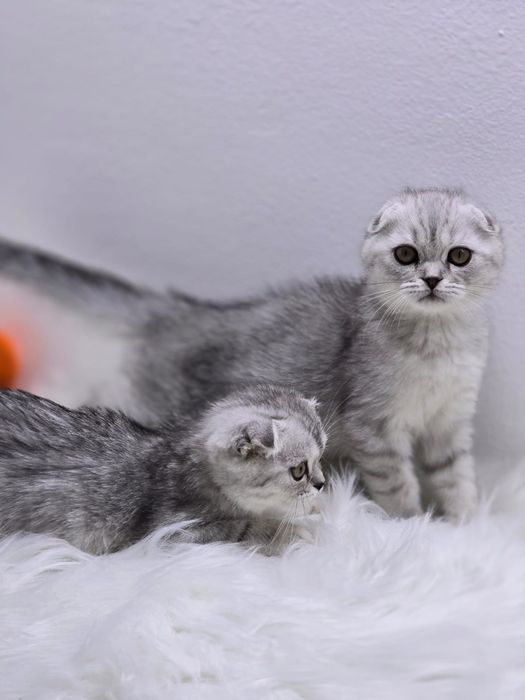 висЛоуХие КотИки