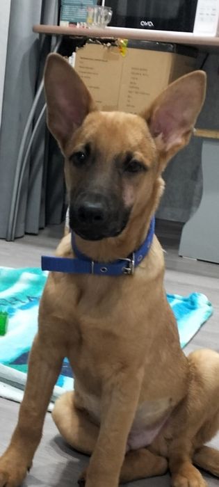 Малинуа. Тем, кому есть чем кормиить