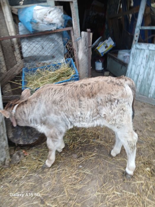 Vând  vital 1 luna  jumate  este din monta