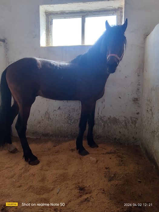 Продаётся  жеребец орловской породы