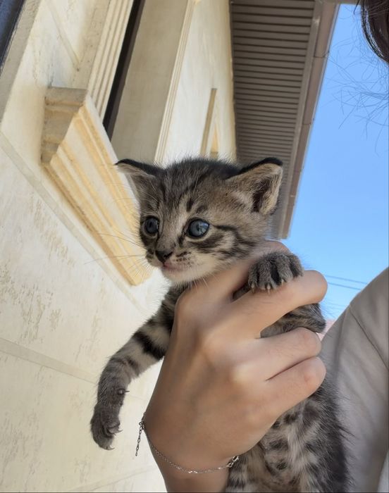 отдаю бесплатно котенка