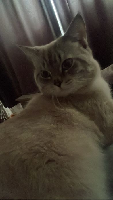 Отдам кота прирученного, породистого бесплатно