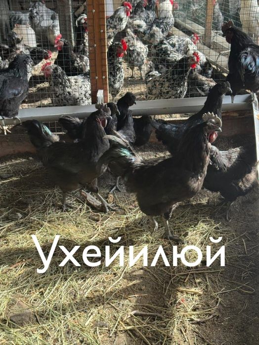 Инкубационные яйца !