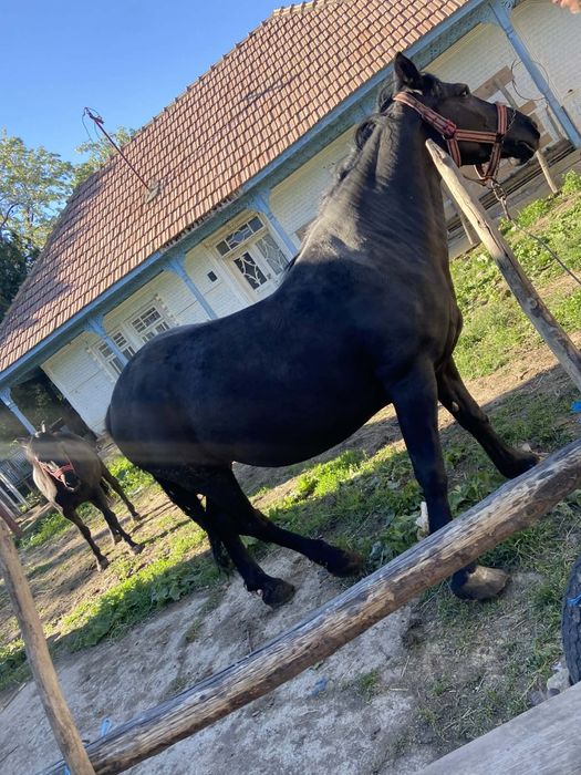 Vând iapa de 7 ani și o manza de 1 an și 3 luni. Mai multe detalii la nr de telefon0756671672