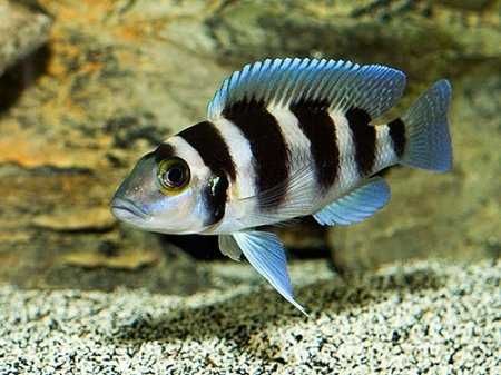 цихлиды танганьики неолампрологус третоцефалус