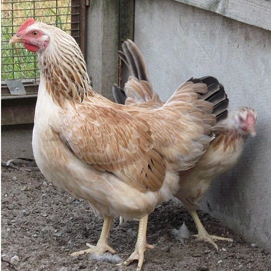 Яйца от Загорска Сьомга